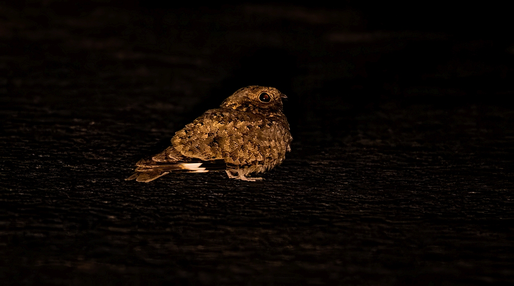 Sykes's Nightjar
